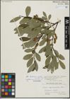 Foto von Salix hegetschweileri Heer x Salix myrsinifolia Salisb.